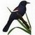  Blackbird